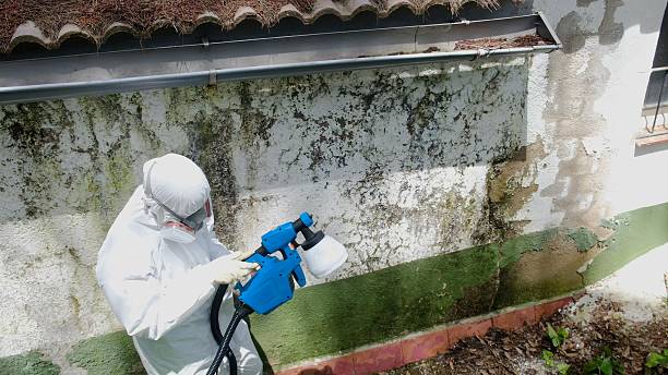 Trusted Mold Remediation service in Union Pier, MI - Cheap Mold Removal